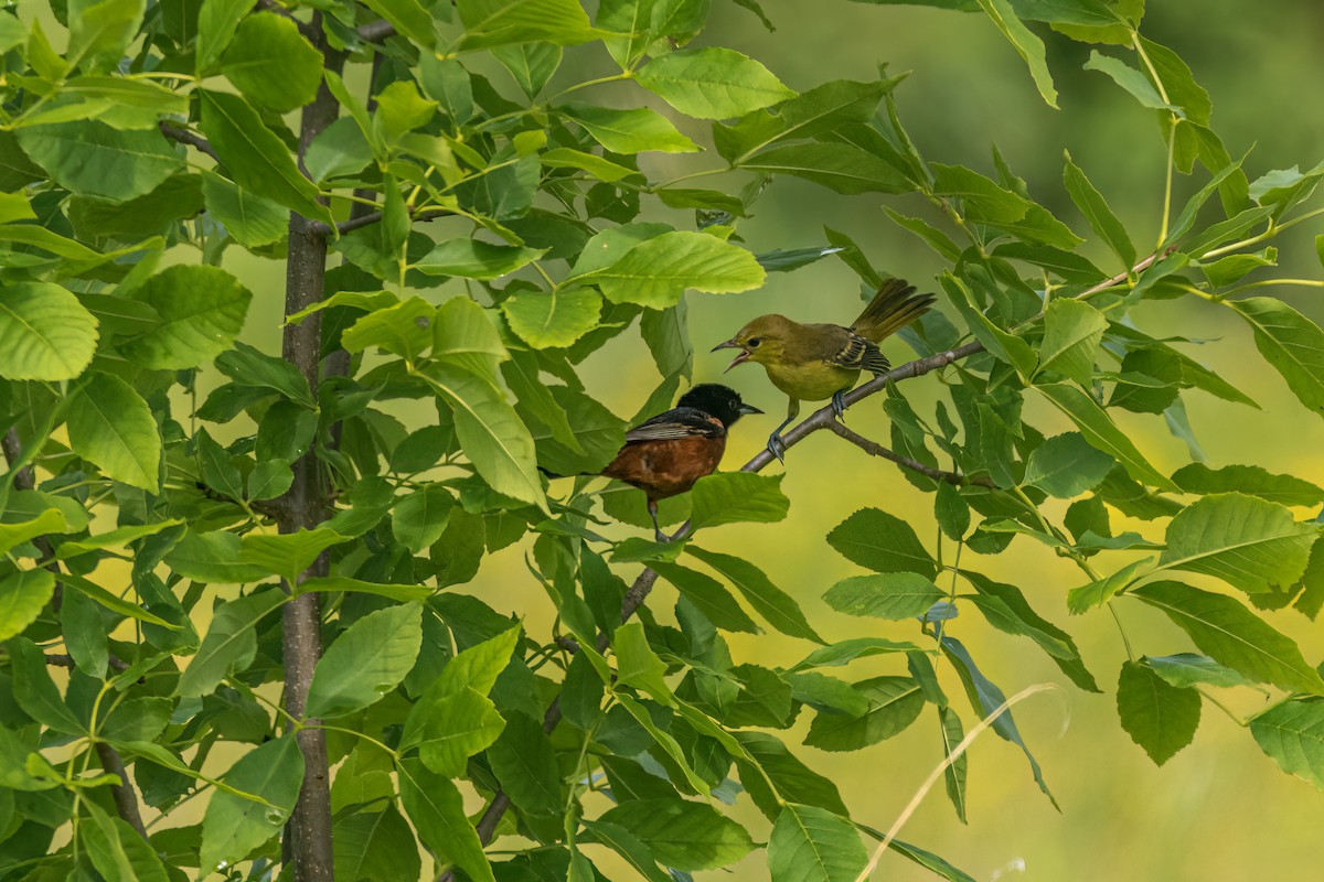 Orchard Oriole - ML466947601