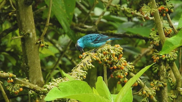 Golden-naped Tanager - ML466948541
