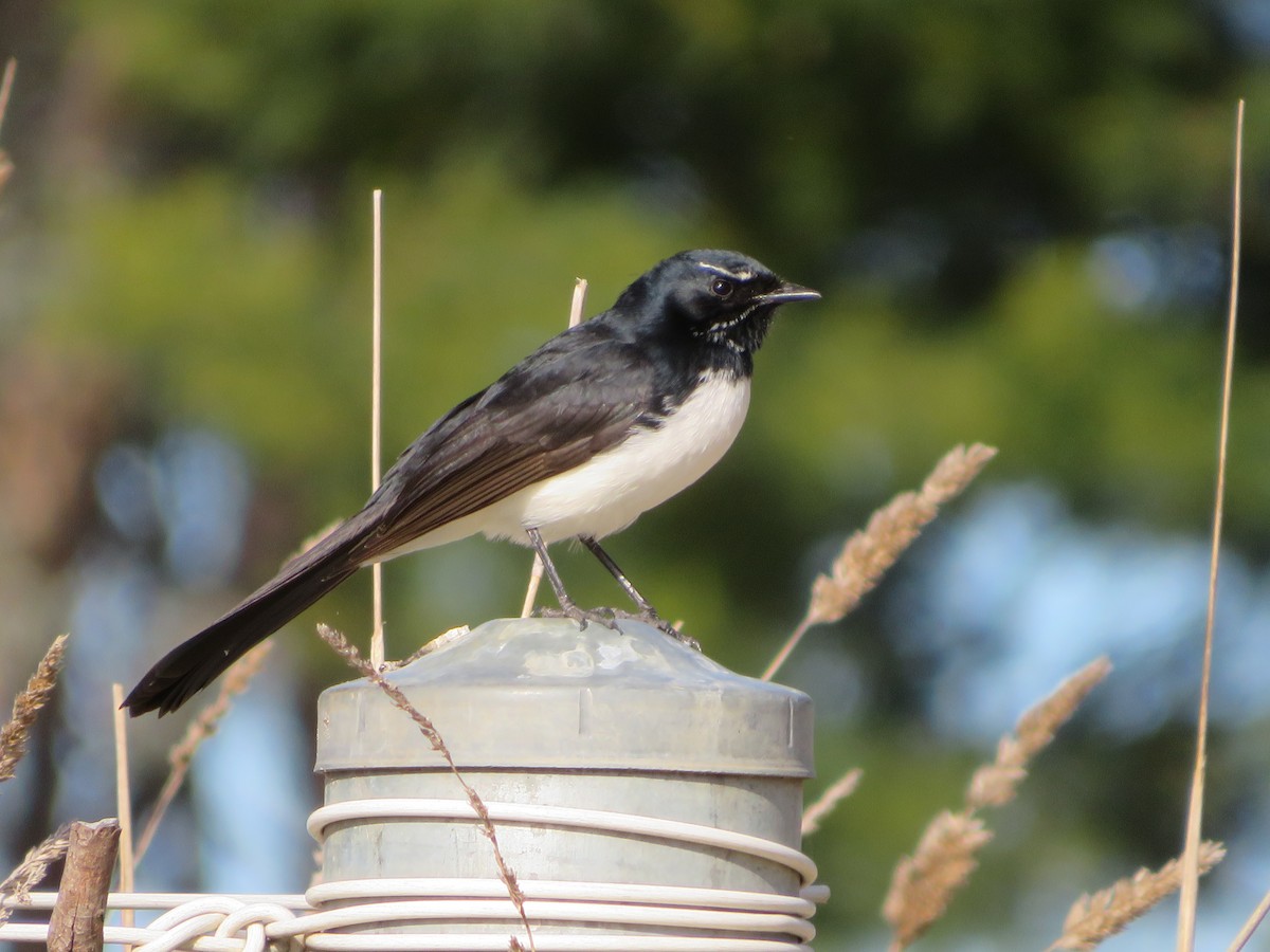 Willie-wagtail - ML466950301