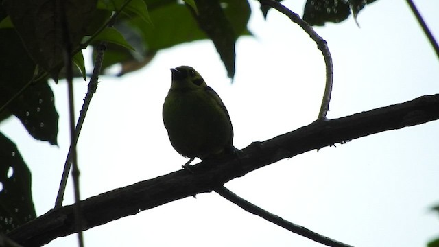 Emerald Tanager - ML466950751