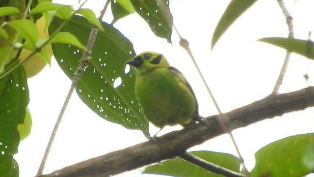 Emerald Tanager - ML466950761