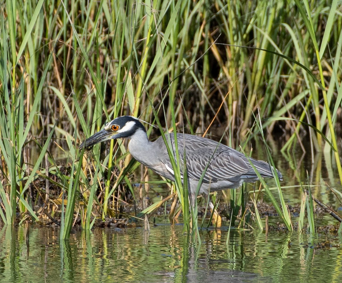 eBird Checklist - 12 Jul 2022 - Hallet's Mill Pond, Yarmouthport, MA