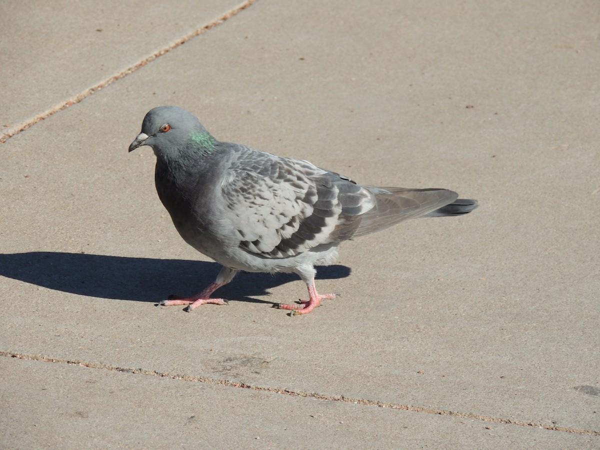 Rock Pigeon (Feral Pigeon) - ML46695221