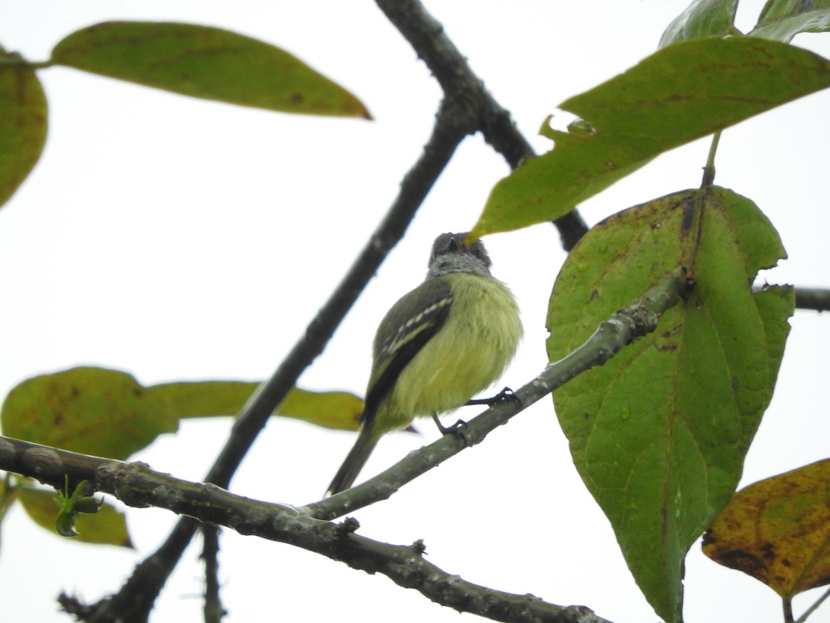 Yellow-crowned Tyrannulet - ML466952331