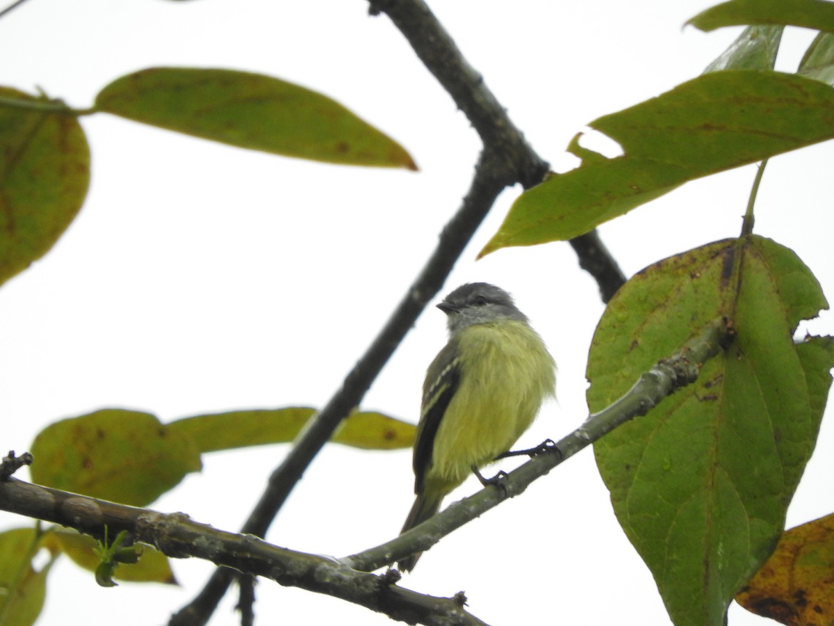 Yellow-crowned Tyrannulet - ML466952341