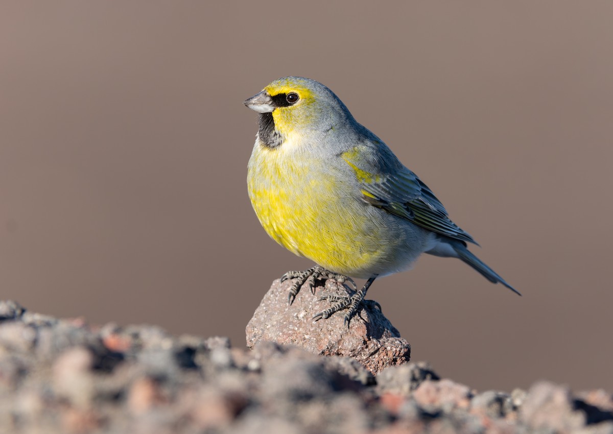 Yellow-bridled Finch - ML466953591