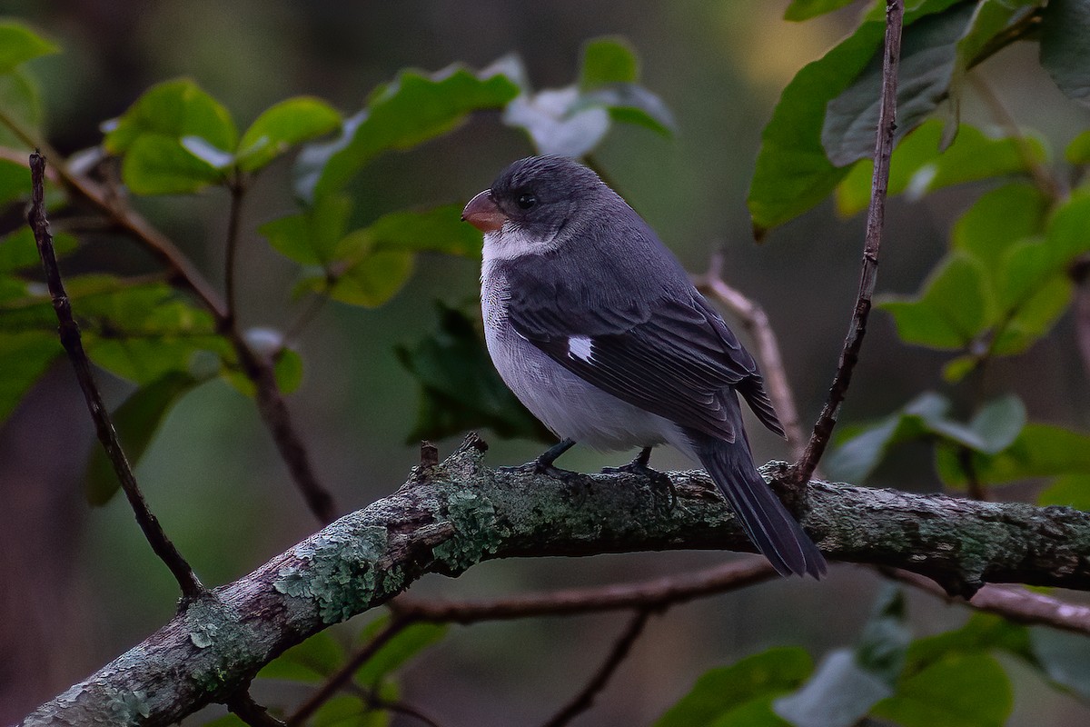 White-bellied Seedeater - ML466958151