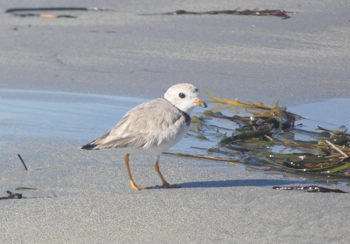 Piping Plover - ML466959341