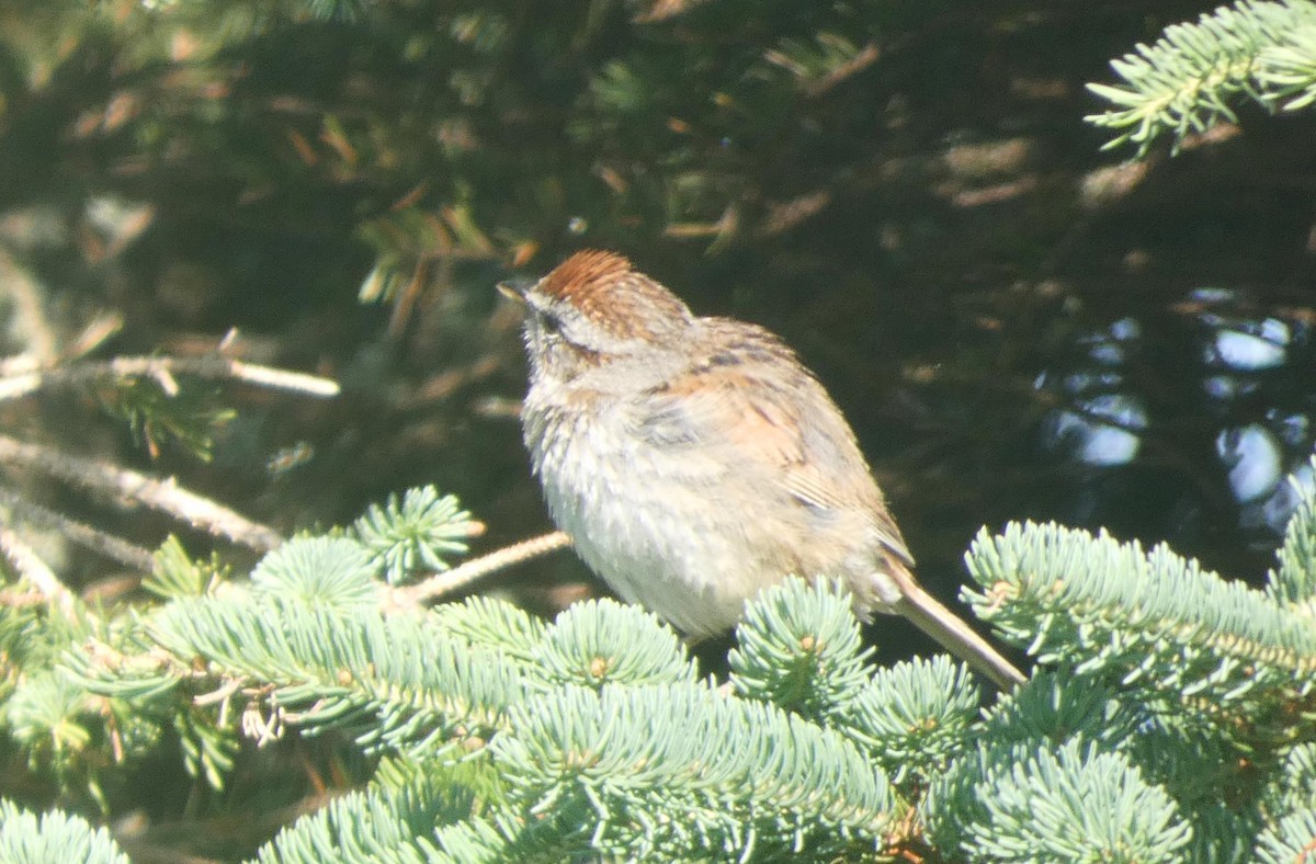 Swamp Sparrow - ML466959901