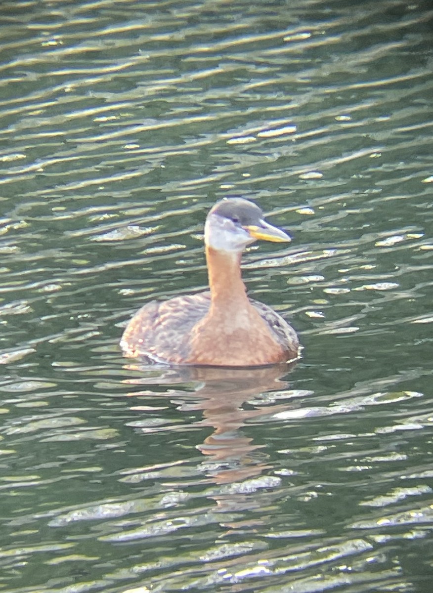 Red-necked Grebe - ML466961851