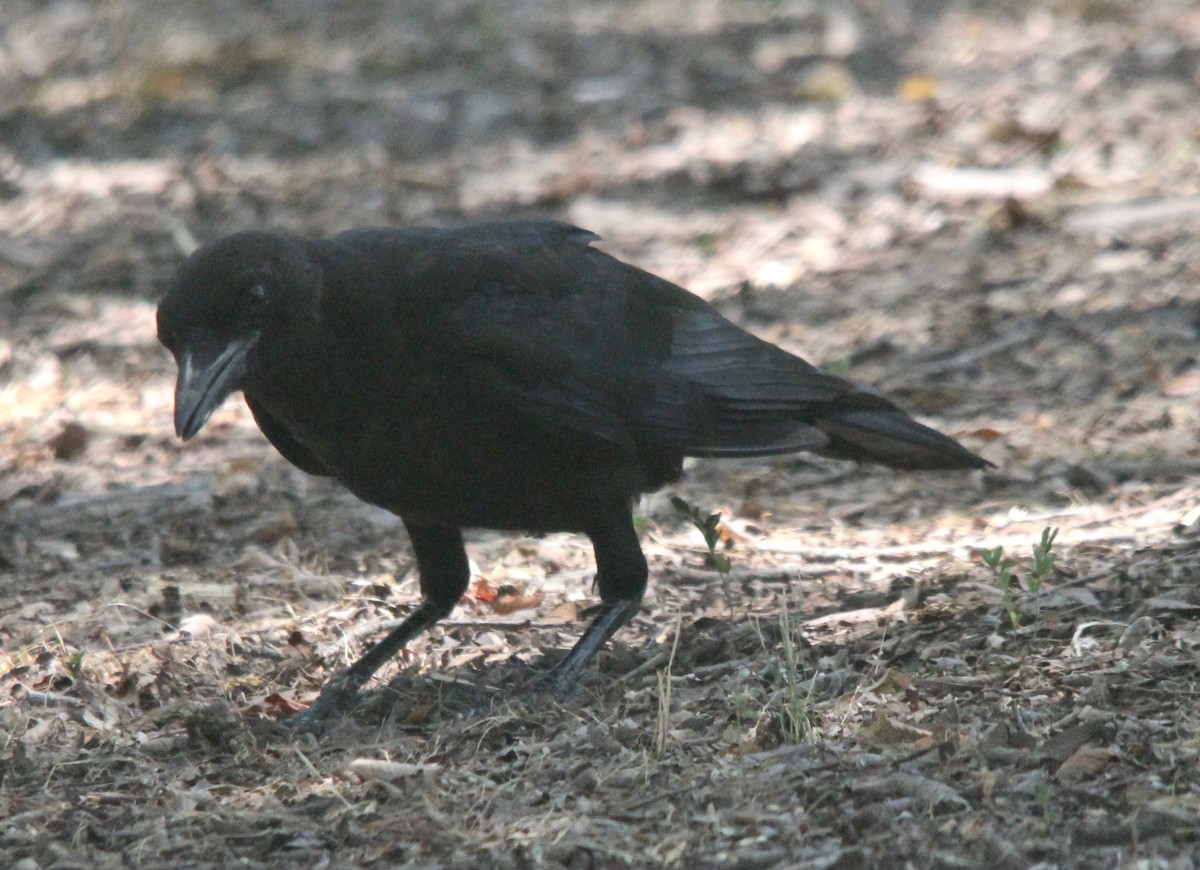 American Crow - ML466965161
