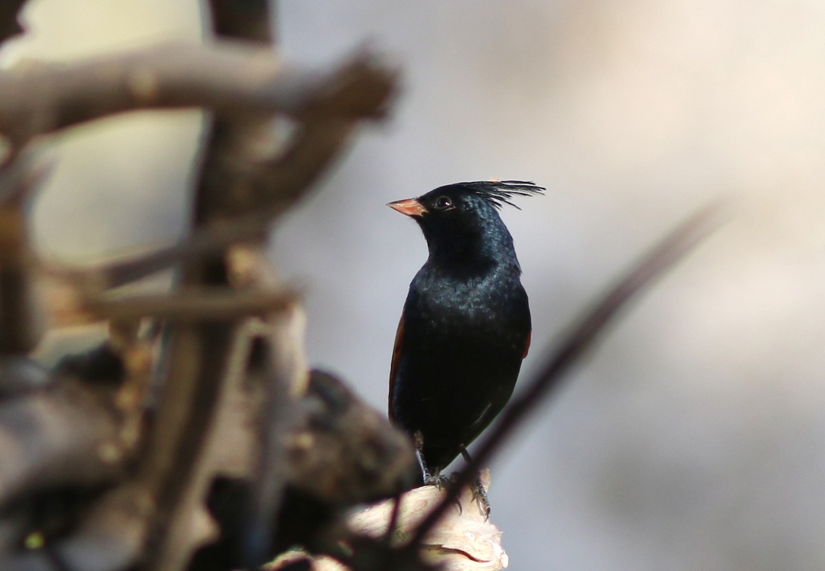 Crested Bunting - ML466972711