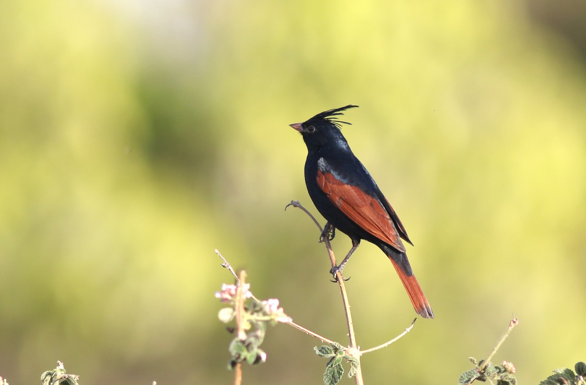 Crested Bunting - ML466972791
