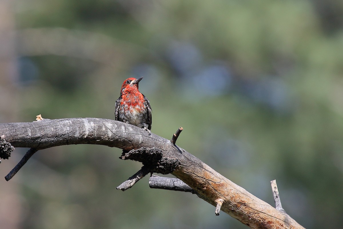 Red-breasted Sapsucker - ML466978721