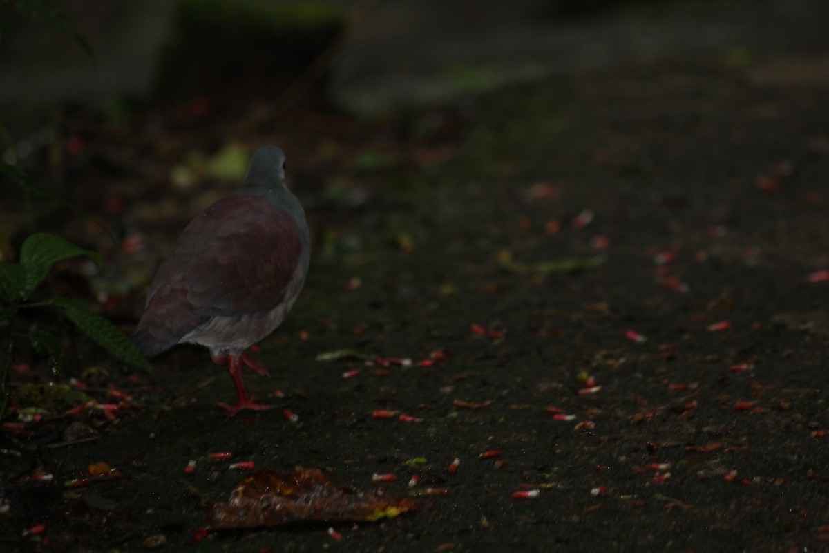Buff-fronted Quail-Dove - ML466981841