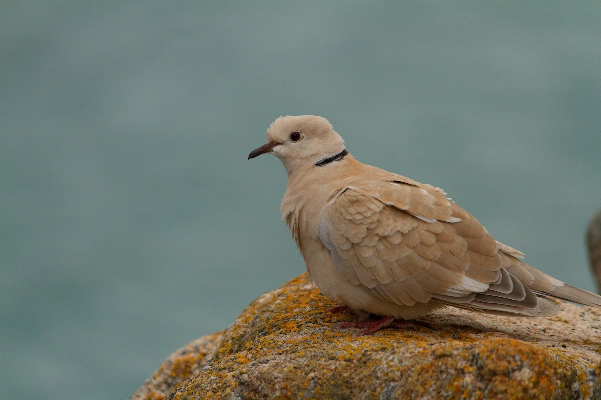 African Collared-Dove - ML466984801