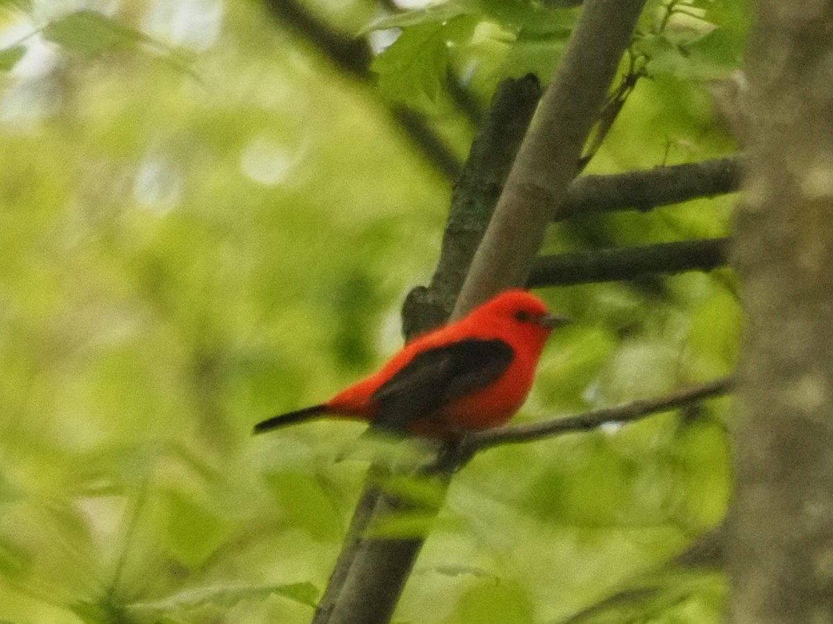 Scarlet Tanager - ML466986501