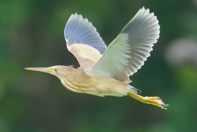 Female Definitive Basic in flight. - Yellow Bittern - 