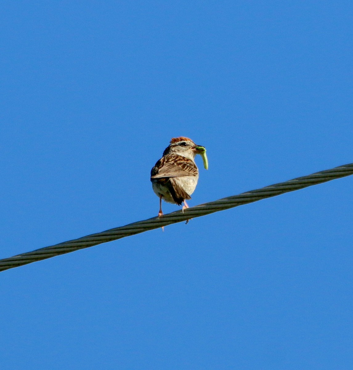 Chipping Sparrow - ML466995571