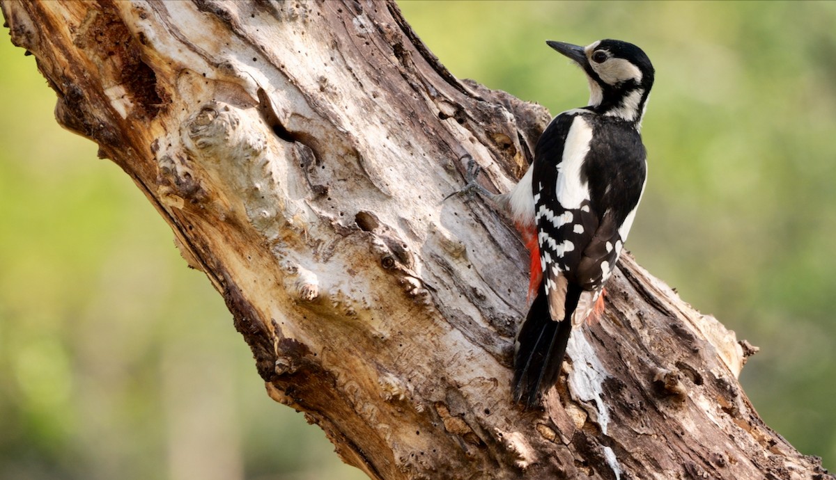 Great Spotted Woodpecker - ML466996711