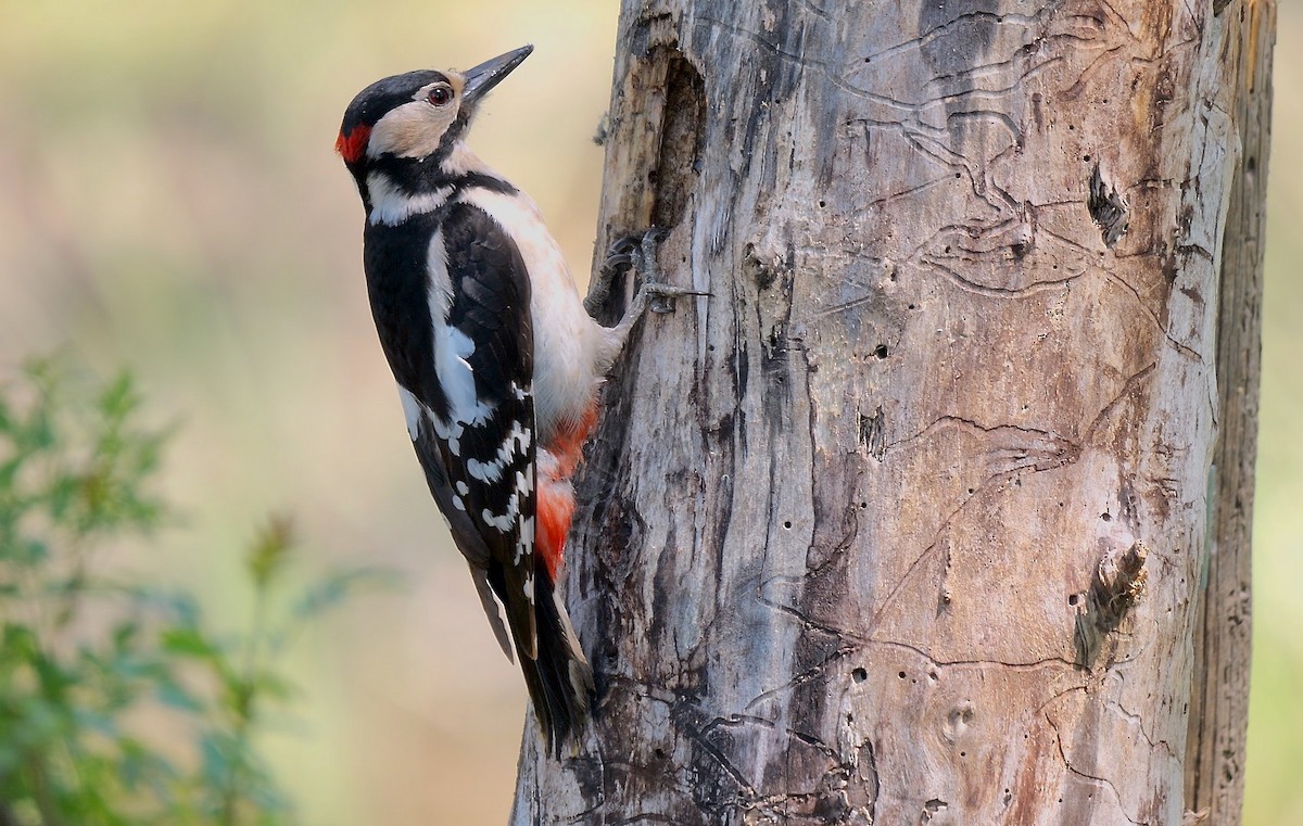 Great Spotted Woodpecker - ML466996721