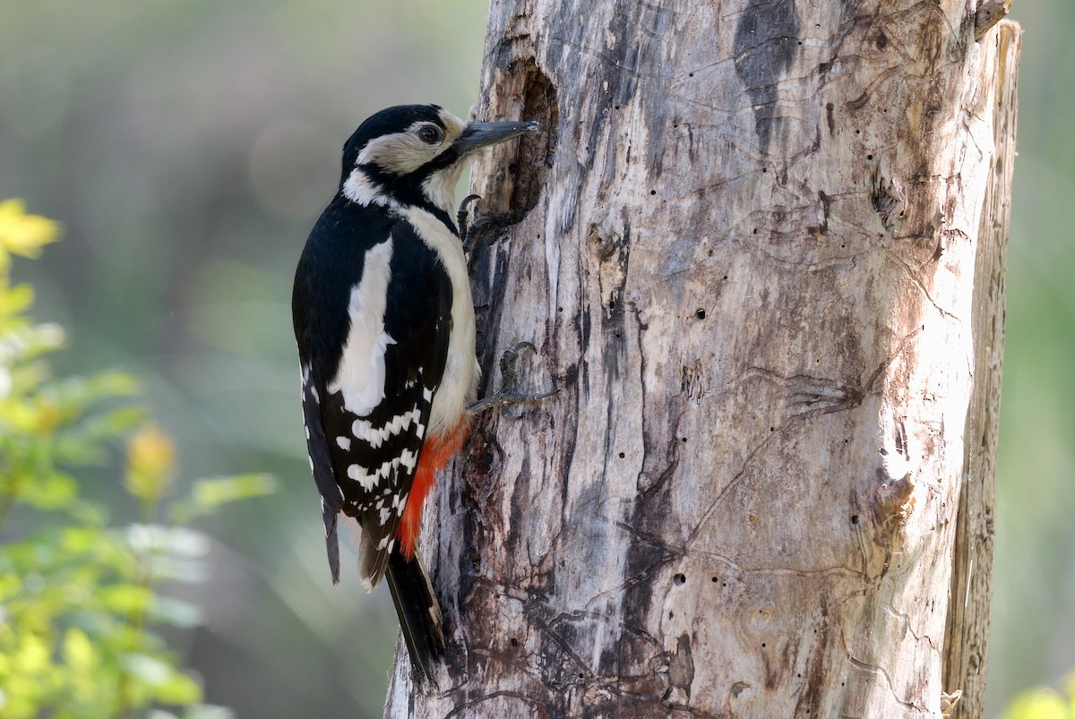Great Spotted Woodpecker - ML466996731
