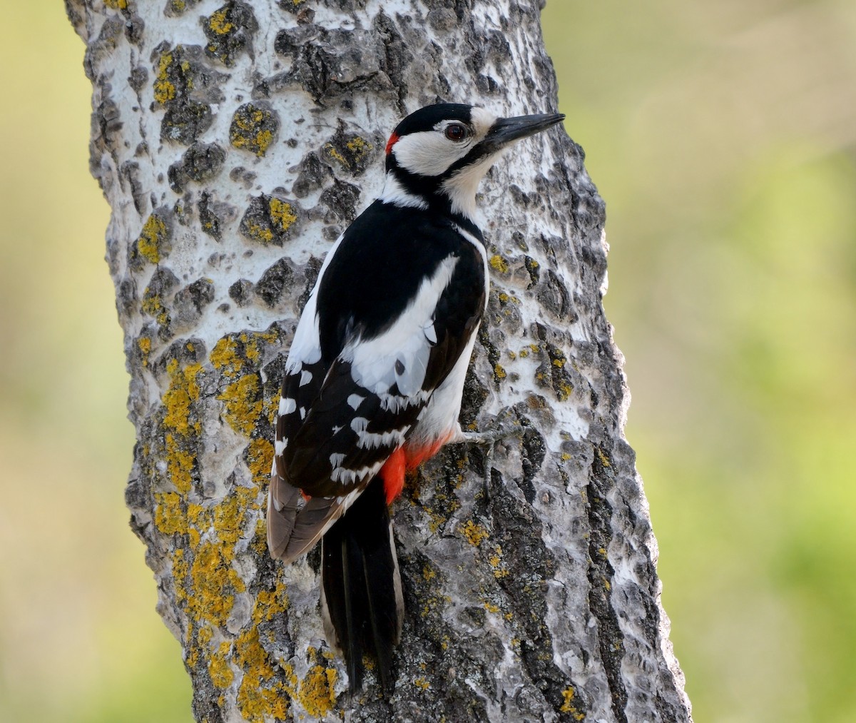 Great Spotted Woodpecker - ML466996741