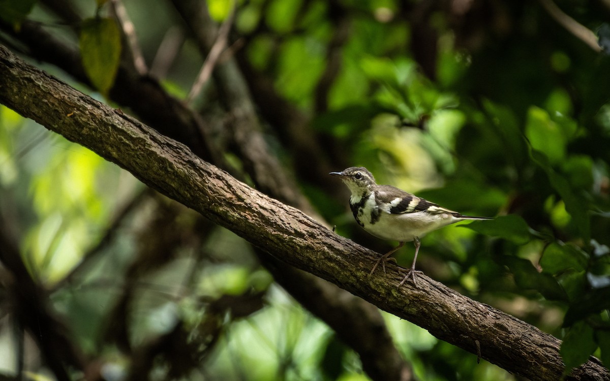 Forest Wagtail - ML467002811