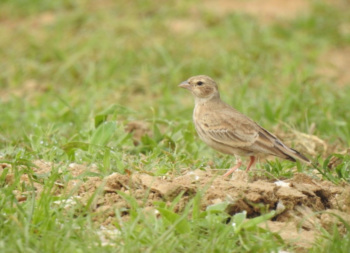 Ashy-crowned Sparrow-Lark - Ranjeet Singh