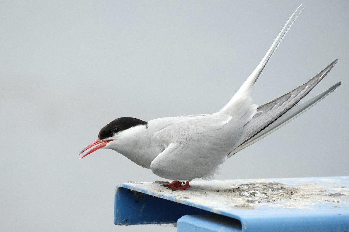 Arctic Tern - ML467010031