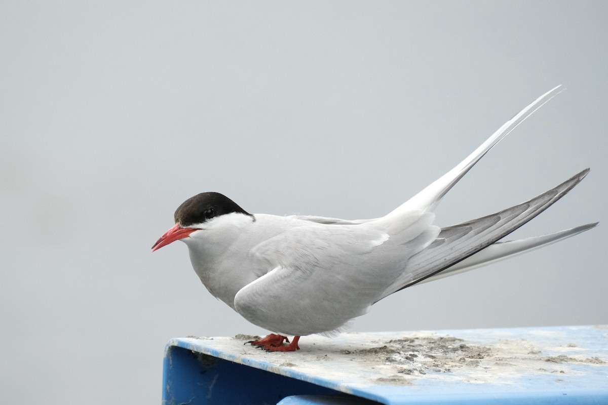Arctic Tern - ML467010041