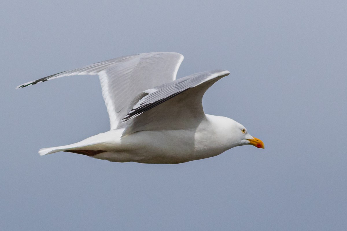 Herring Gull (European) - ML467013181