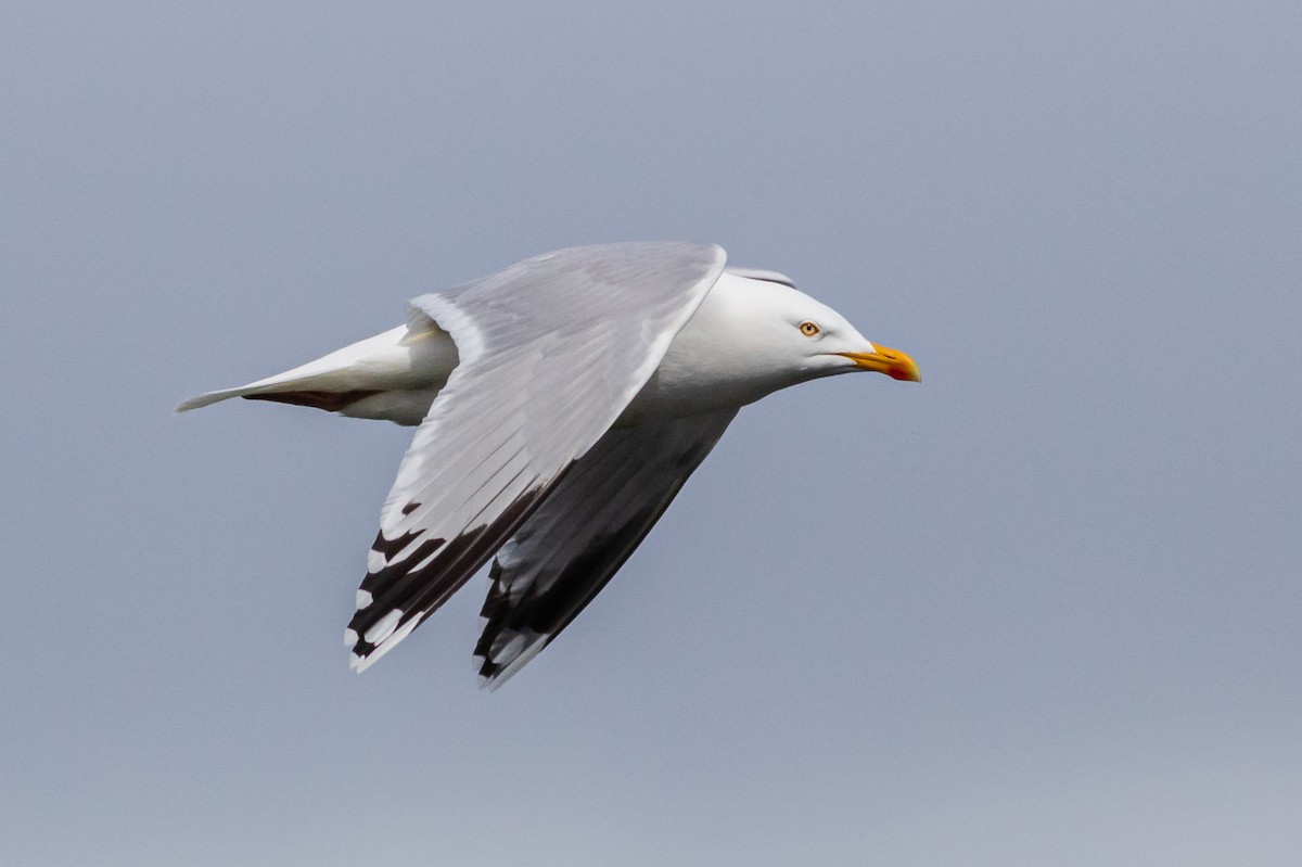 Herring Gull (European) - ML467013191