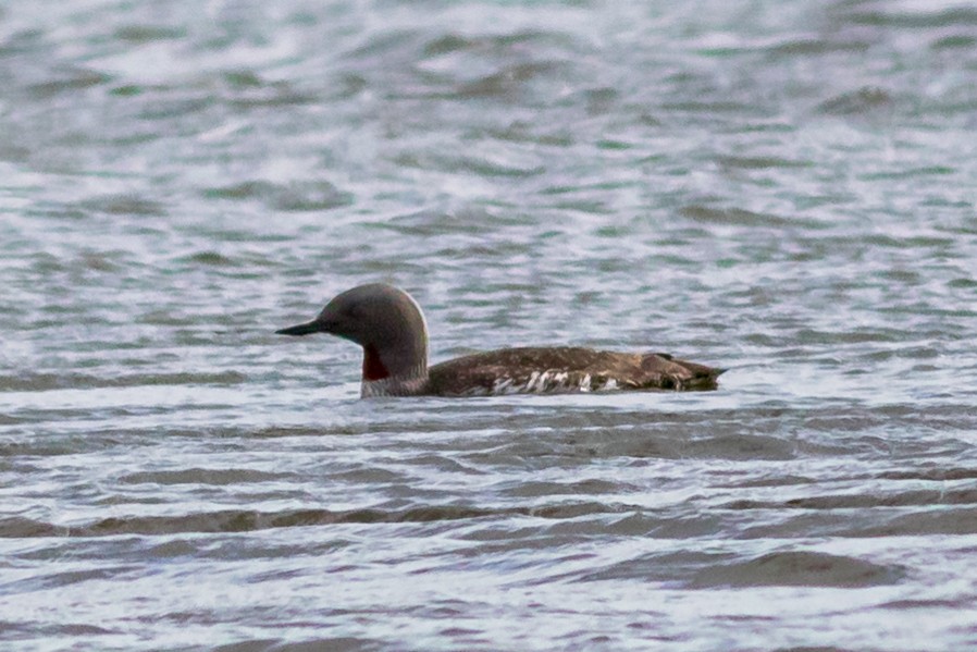 Red-throated Loon - ML467013921