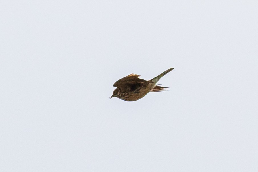 Meadow Pipit - ML467014391