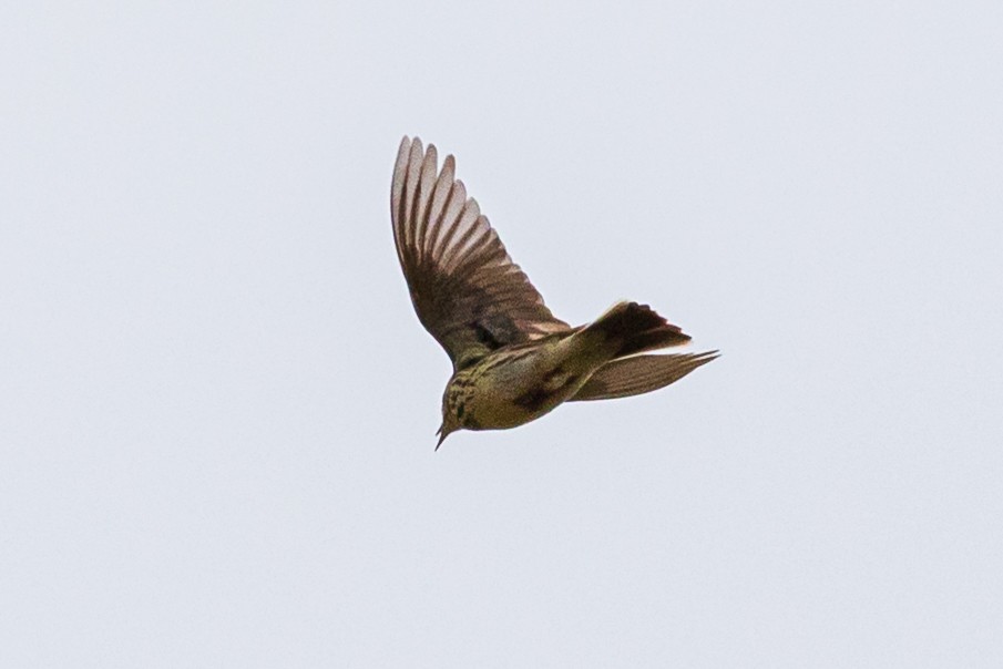 Meadow Pipit - ML467014401