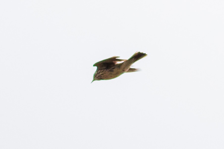 Meadow Pipit - ML467014411