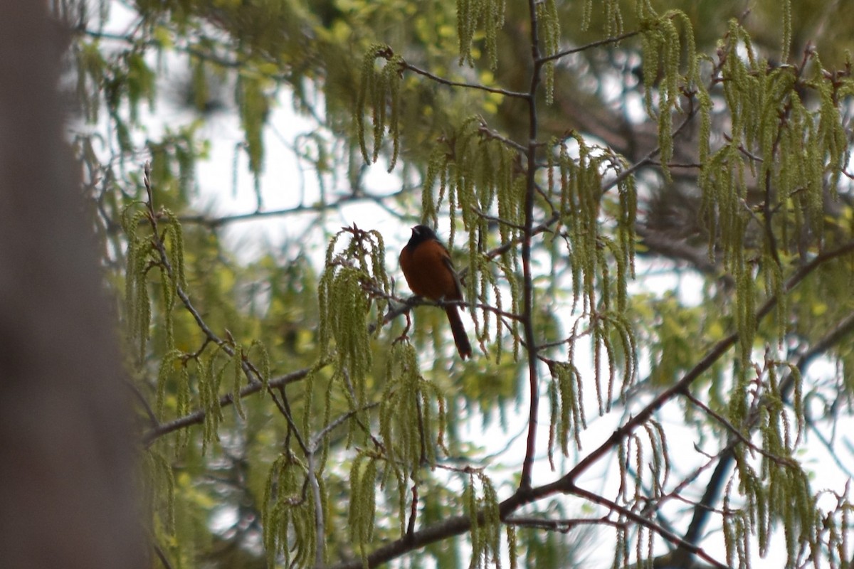 Orchard Oriole - ML467014491