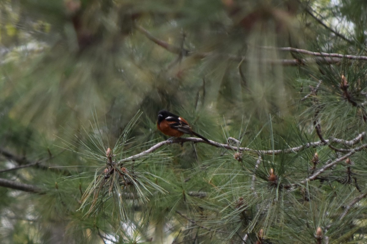 Orchard Oriole - ML467014561