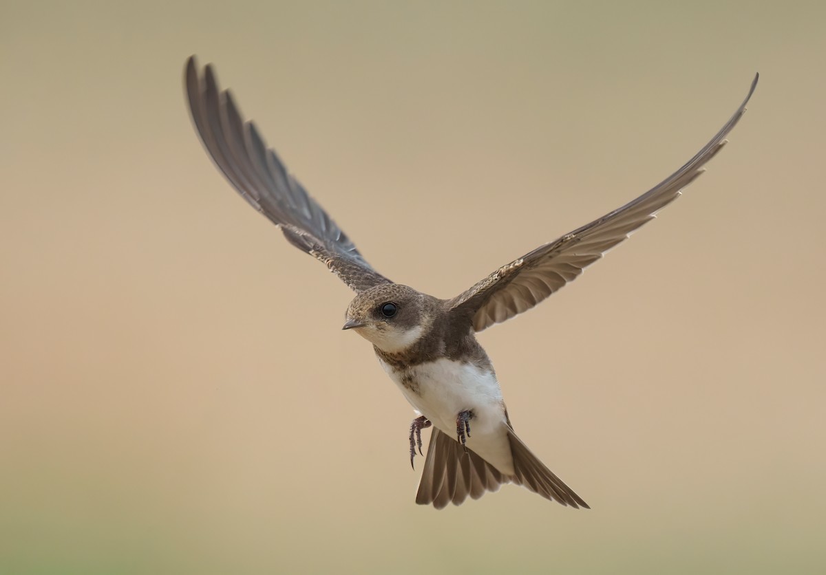 Bank Swallow - Rui Pereira | Portugal Birding
