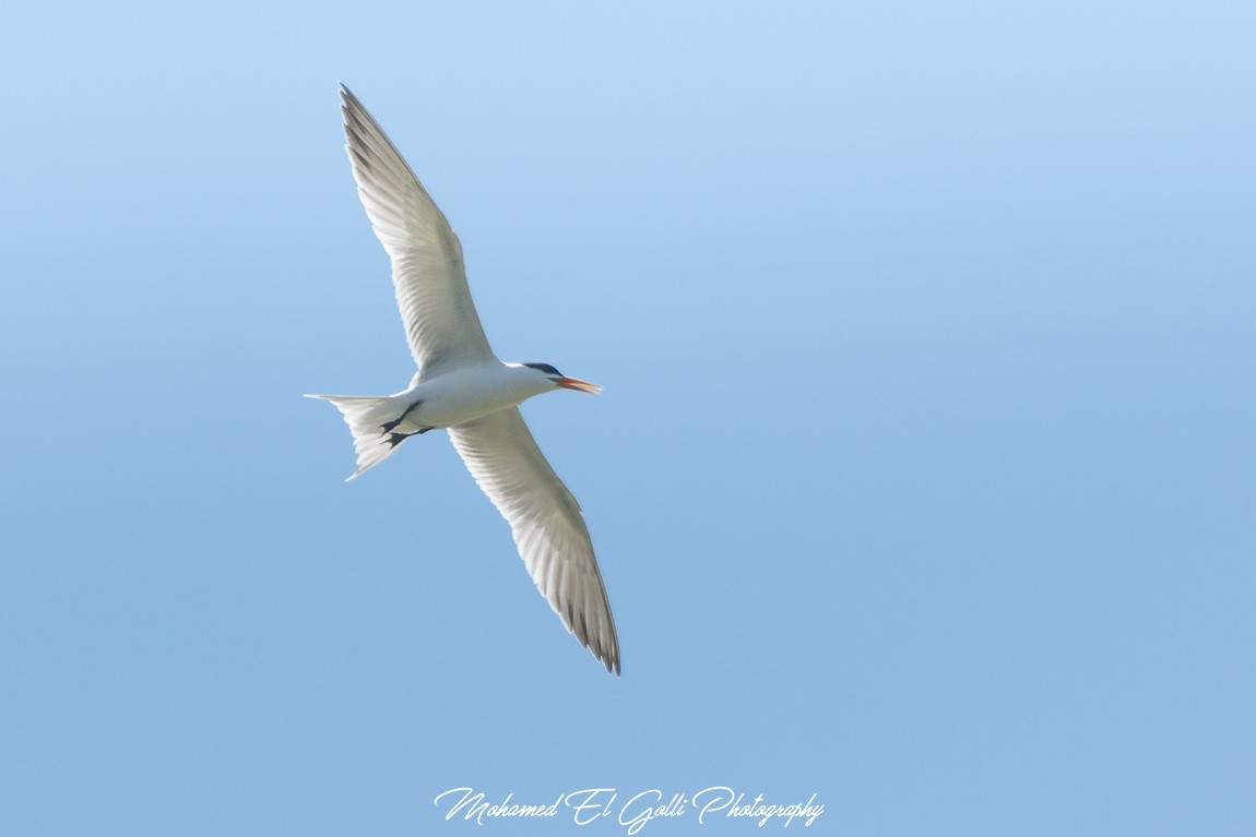 Lesser Crested Tern - El Golli  Mohamed