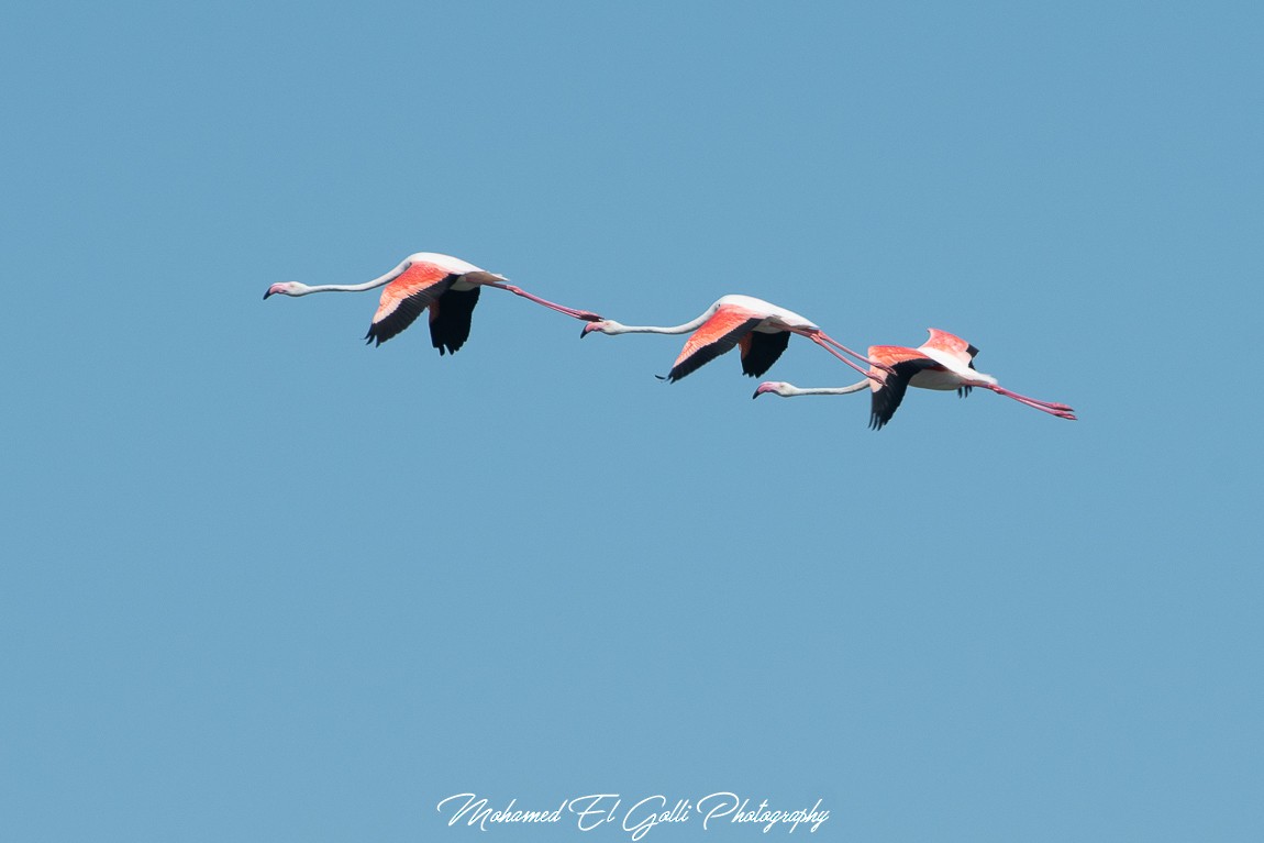 Greater Flamingo - El Golli  Mohamed