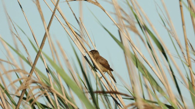Common Reed Warbler - ML467029041