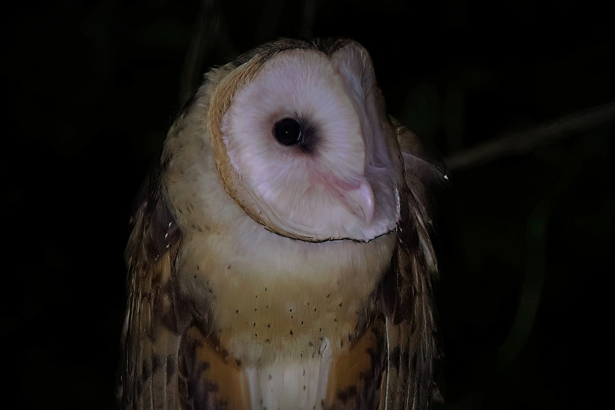 Australasian Grass-Owl - Yi-Cheng Chen