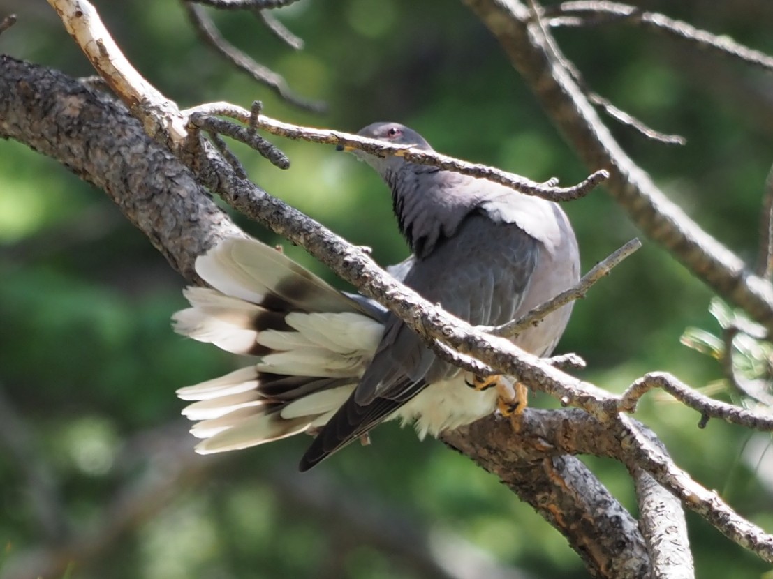 Band-tailed Pigeon - Leslie S