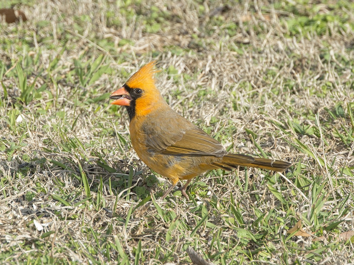 Northern Cardinal - Jerry Green