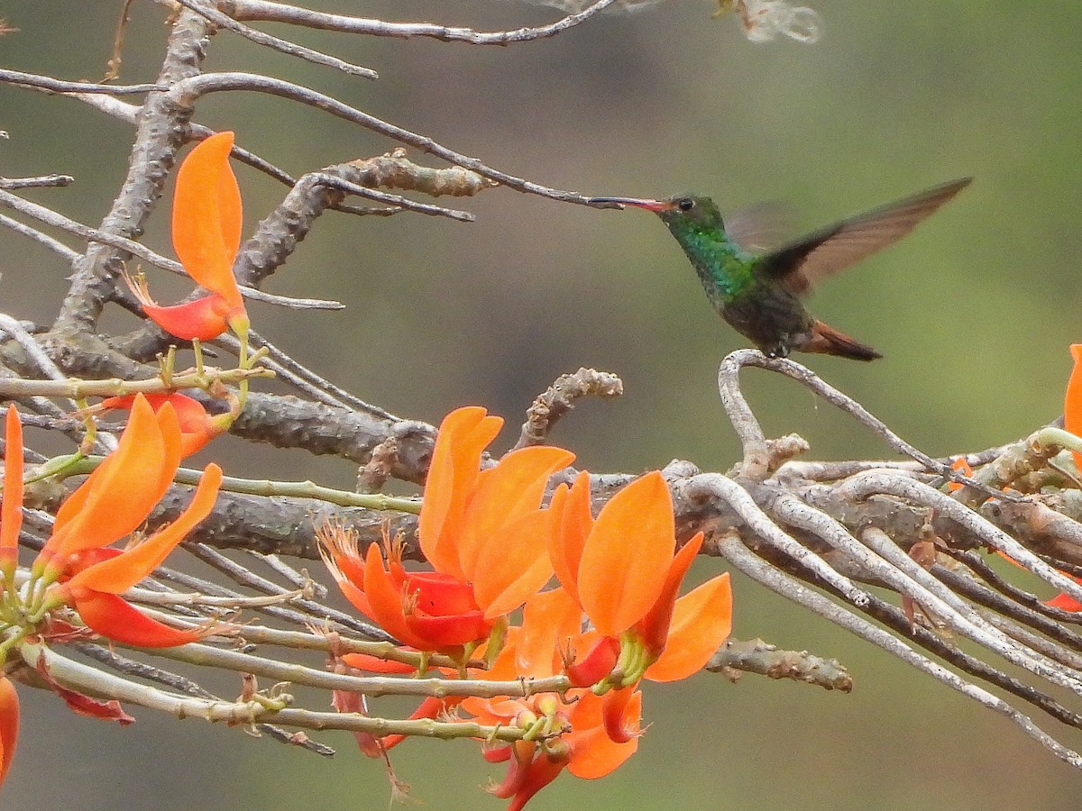 Rufous-tailed Hummingbird - ML467032611