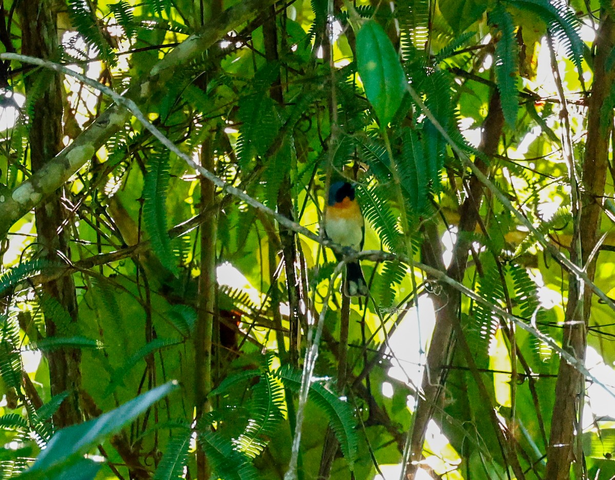 Spectacled Monarch (Halmahera) - ML467033871