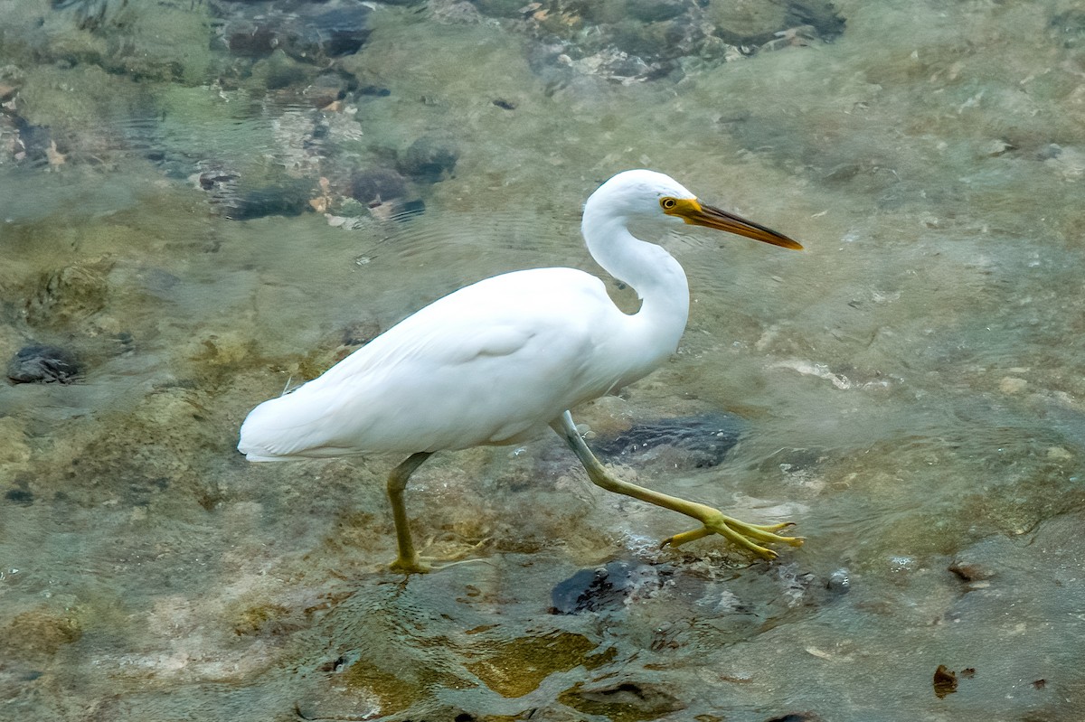 Pacific Reef-Heron - Perry Doggrell