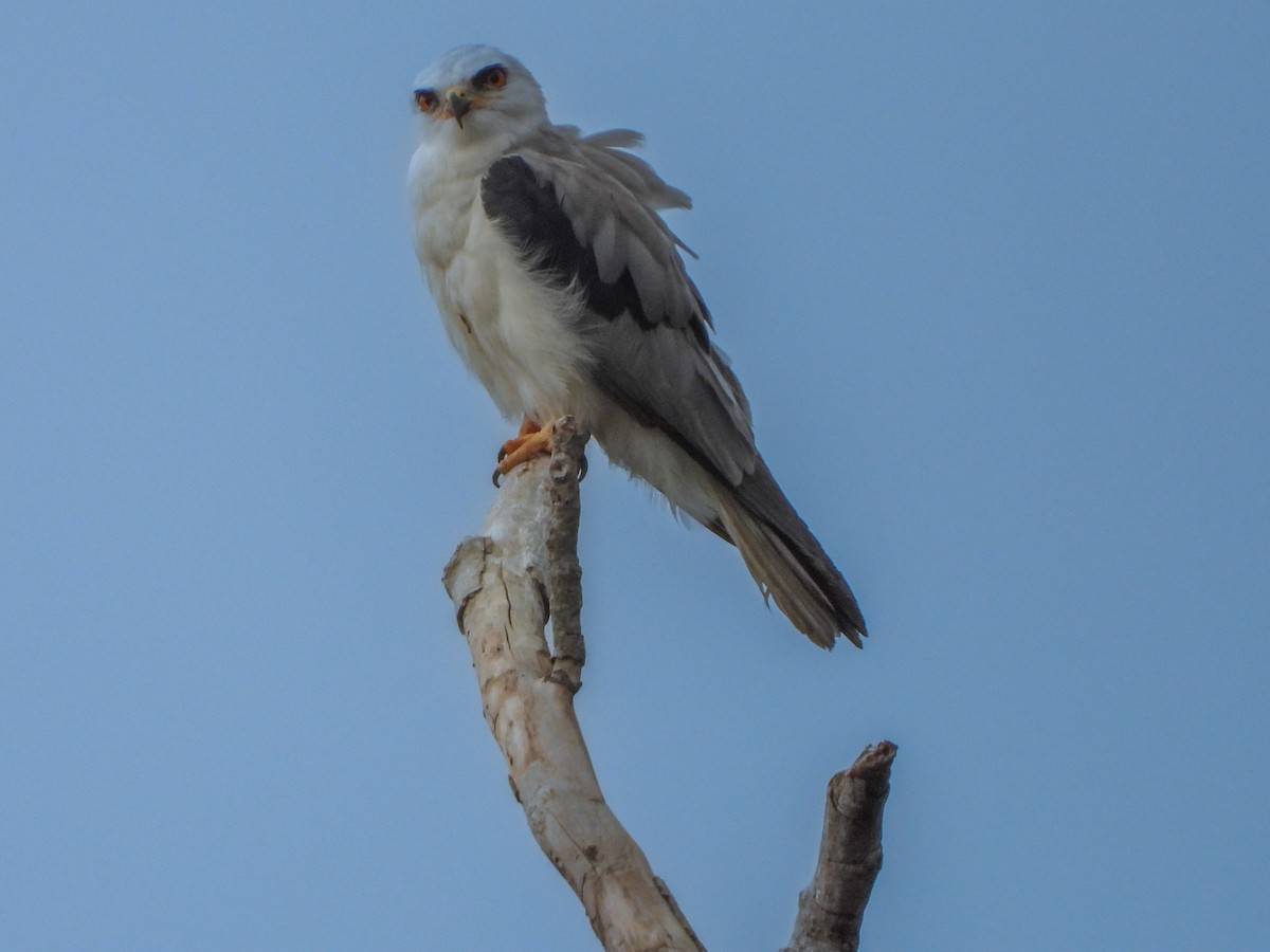 White-tailed Kite - ML467041501